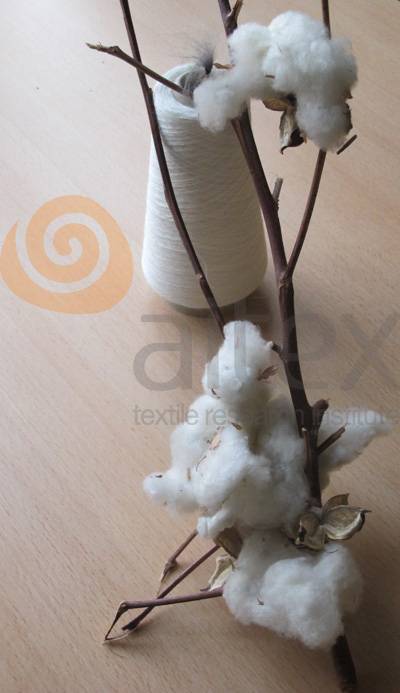 algodon