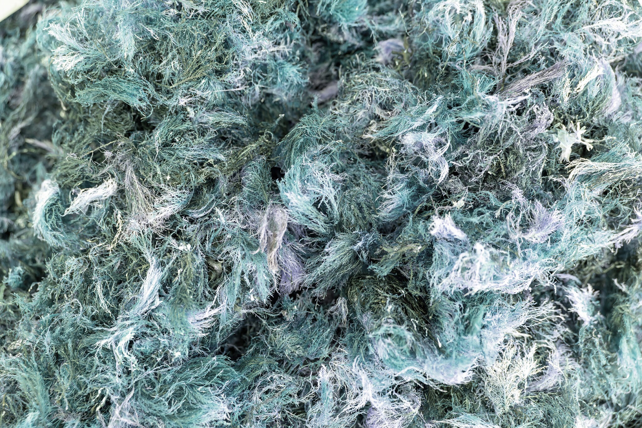 Stunning Textural Close-Up of Vibrant Red Seaweed for Culinary and Aesthetic Uses